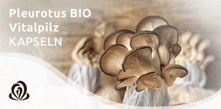 Pleurotus