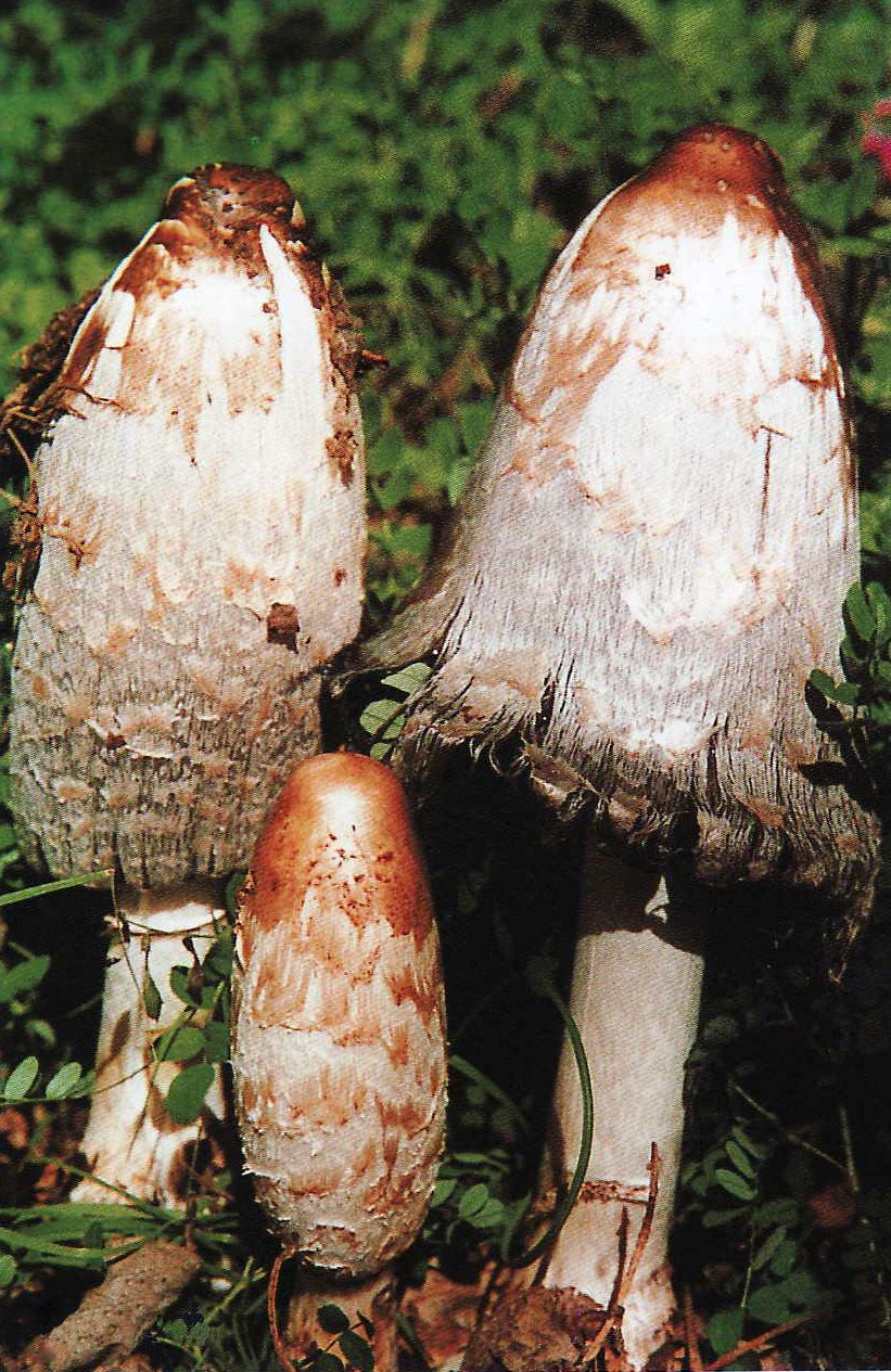 Coprinus comatus (Spargelpilz)