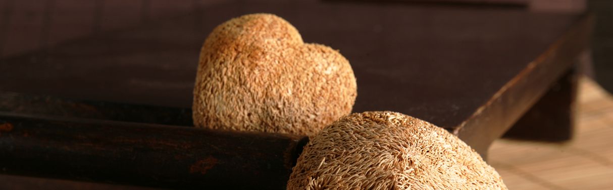 Hericium – Die seltene Pilzgattung der Stachelbärte
