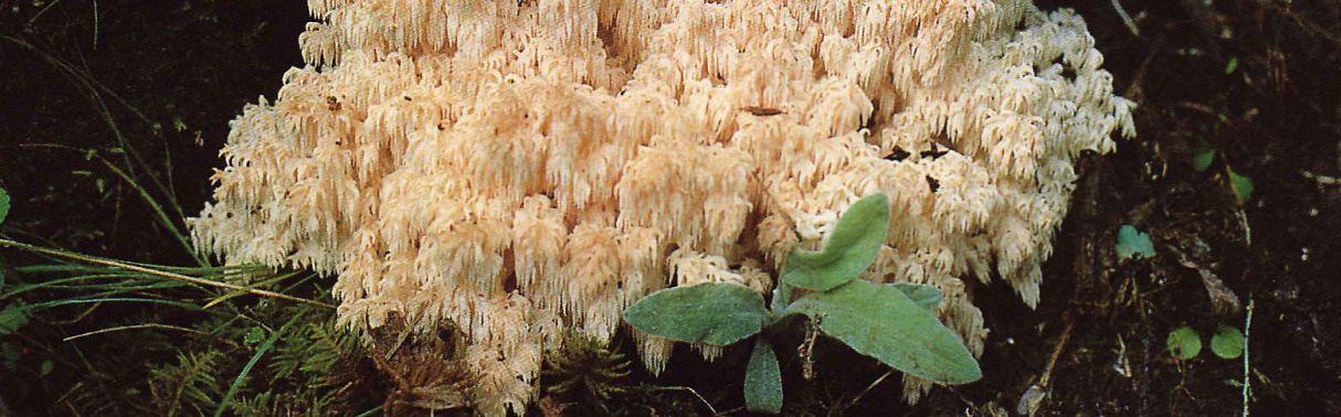 Hericium erinaceus (Affenkopfpilz)