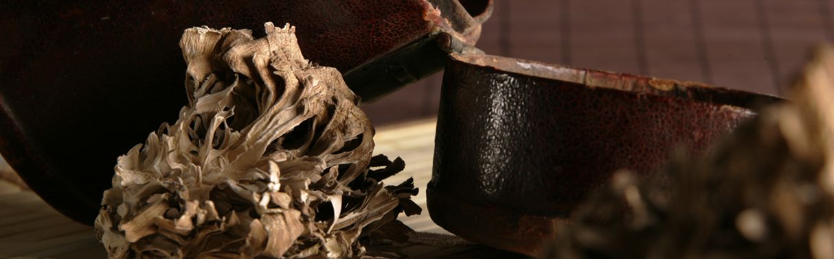 Maitake (Grifola frondosa)