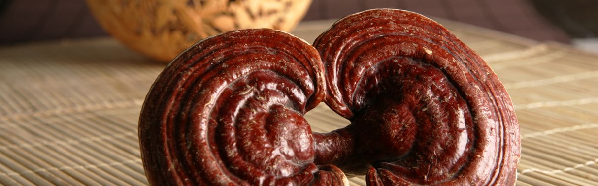 Reishi (Glänzender Lackporling)