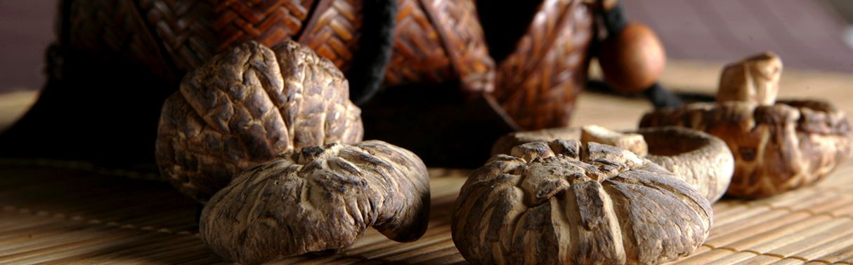 Shiitake (Lentinula edodes)