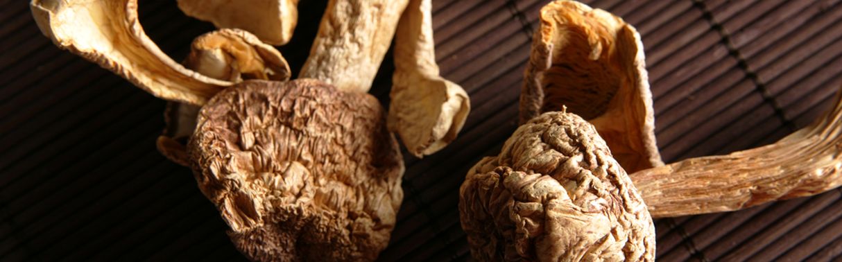 Agaricus Terra Mundo