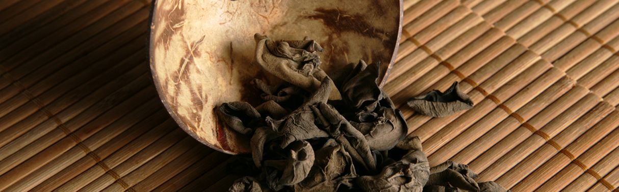Auricularia (Judasohr) Terra Mundo